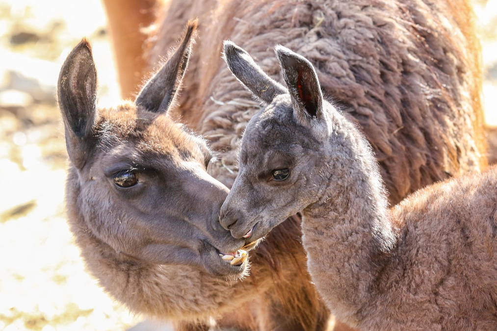 2月13日(火) 進捗報告・動物紹介～ラマの仔の誕生その2～