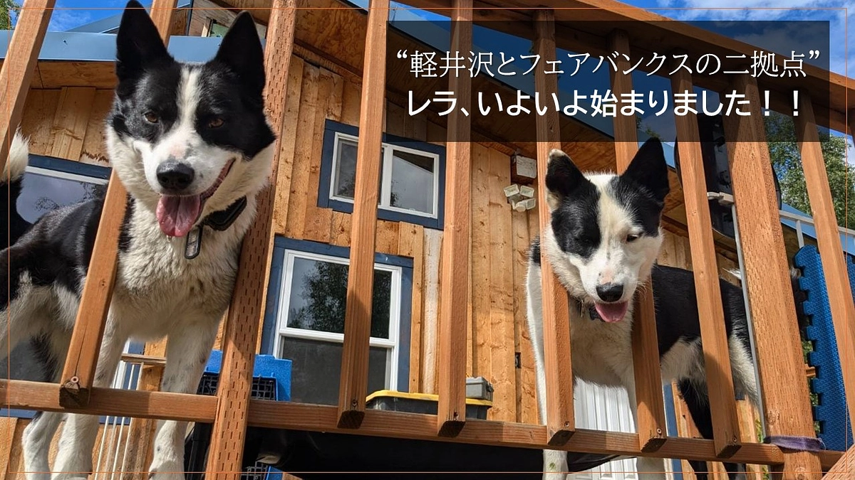 “軽井沢とフェアバンクスの二拠点”  レラの発情が始まったよ！！