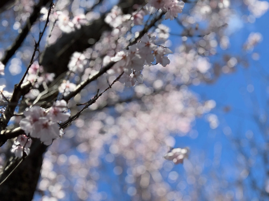 お礼とお知らせ/2025年3月31日