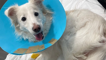 繊細な保護犬の超巨大化した膀胱結石手術費用のご協力をお願いします！ のトップ画像