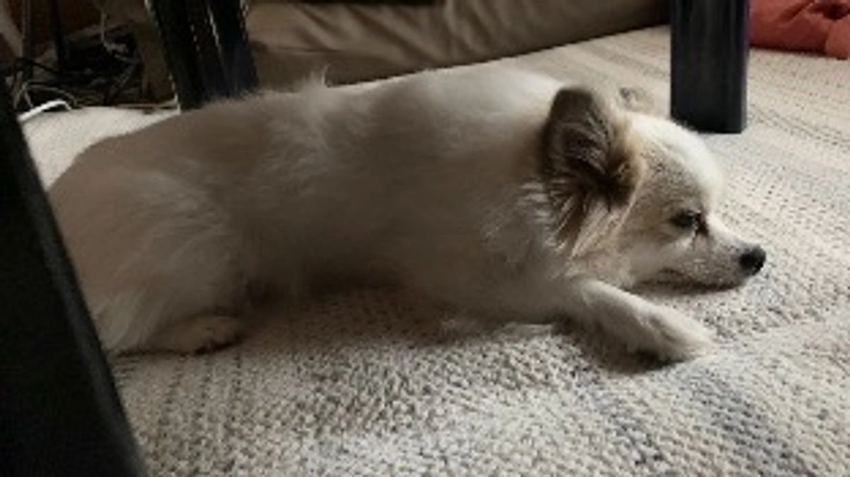 タイラー入院することになりました🐕