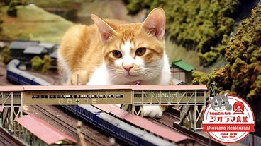 ジオラマ食堂｜シェルターを増設し、保護猫たちにより健やかな猫生を！ のトップ画像