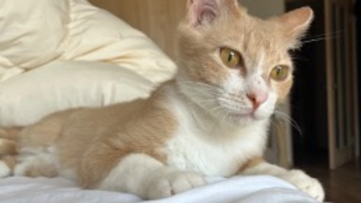 【定期診察８回目・投薬延長決定】