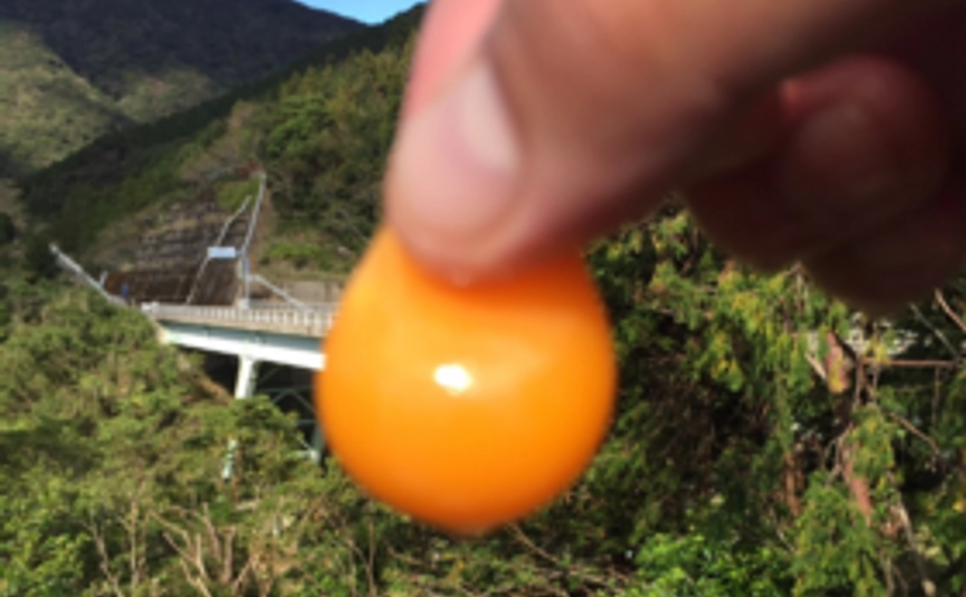 豪華♬ 卵の食べ比べセット