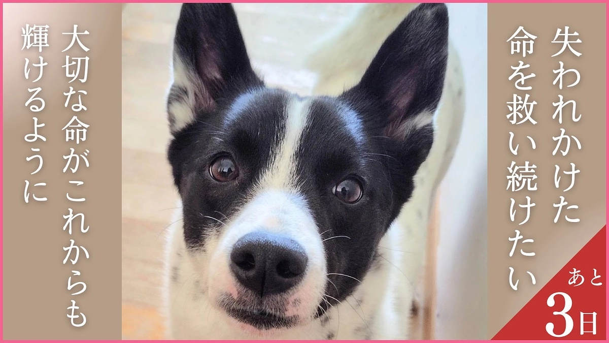 終了まであと3日！応援メッセージのご紹介です！