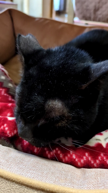 クロ君の経過報告