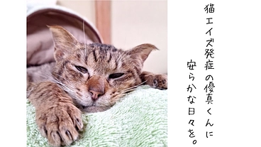猫エイズ発症の優真くんに安らかな時間を過ごしてもらいたい。 のトップ画像
