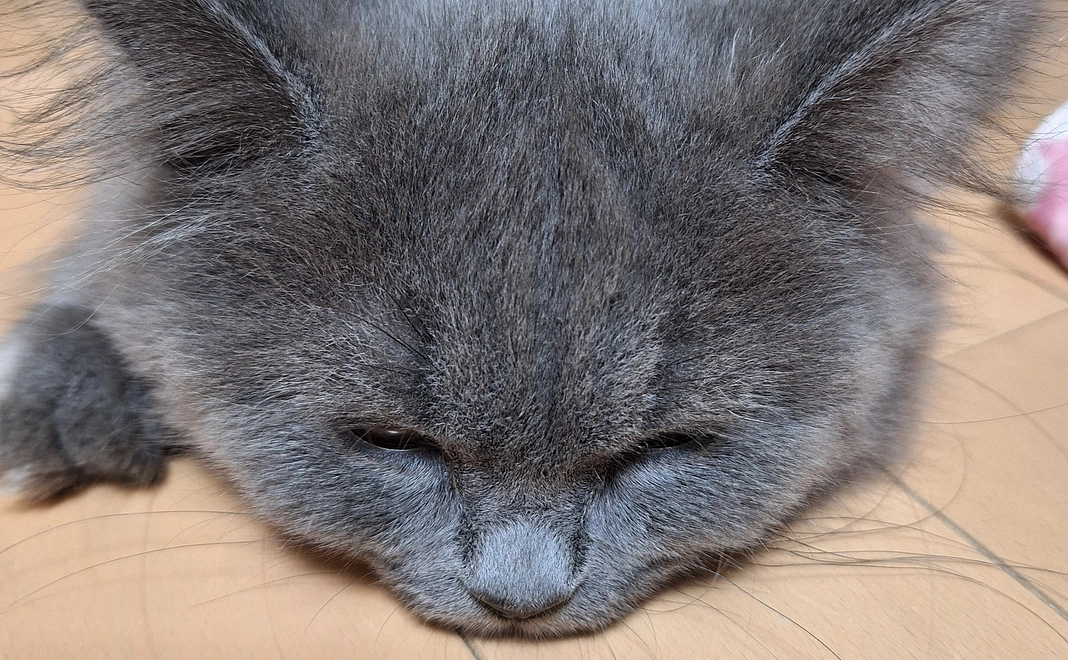 ポンちゃん明日のために1リターン不要