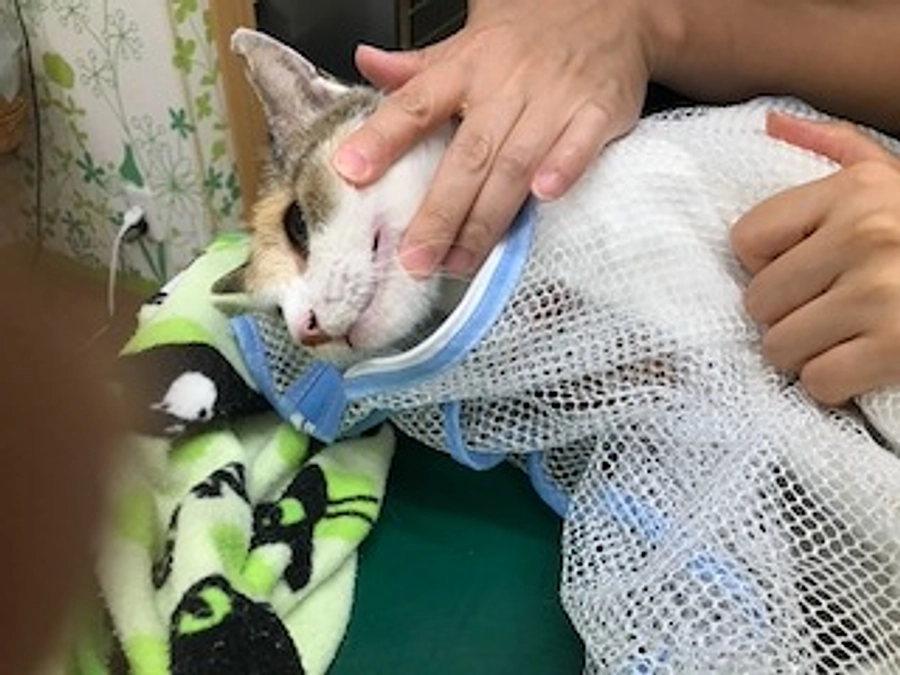 お礼とお知らせ２６