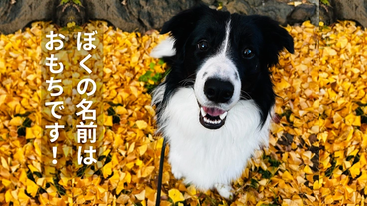 1歳で未分化癌と戦うボーダーコリー。おもちを助けたい。