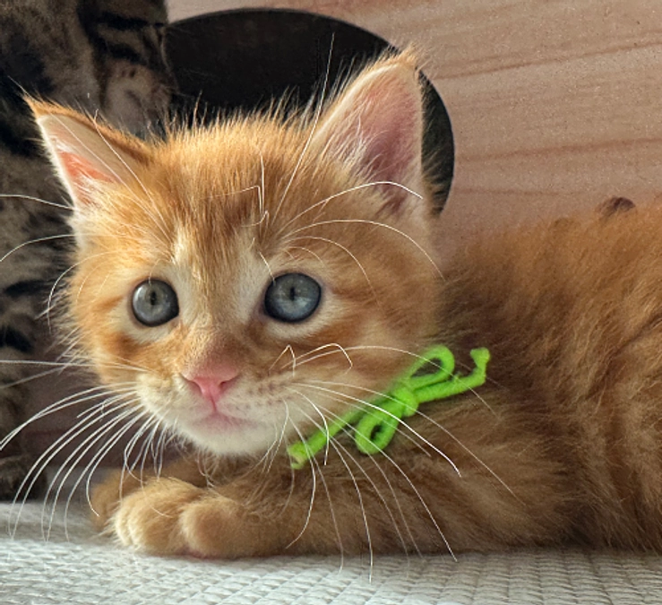 あかにゃんラッシュ！