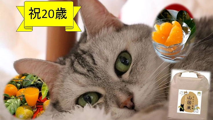 保護猫達のために。広島県東部の名産品で保護猫カフェをご支援下さい。