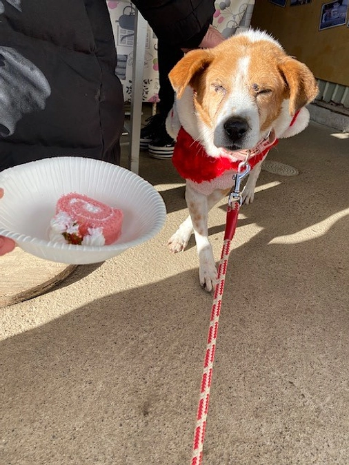 【シェルターNEWS】クリスマス会を行いました♪