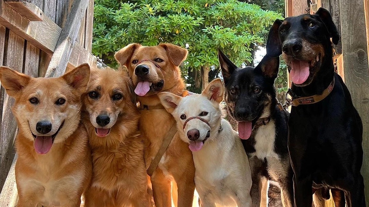 【終了まであと14日】ダンテ、ゆっくり休んでまた遊ぼうね。