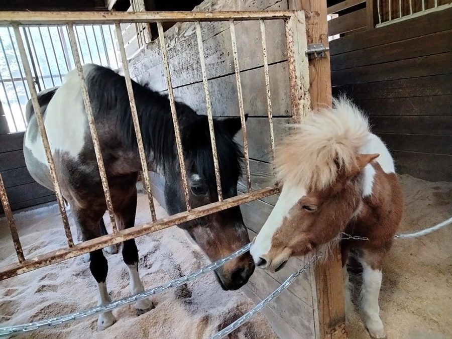 紡っ子に新しい仲間が増えました！「最後はゆっくりと、馬を大切に思う人達に囲まれて過ごしてほしい。」