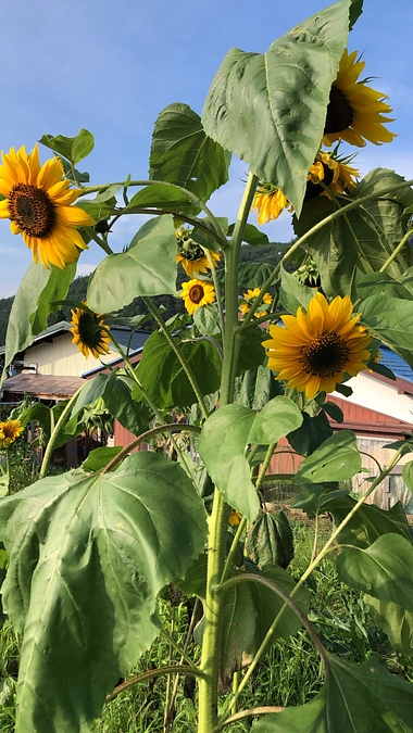 残念ながら不成立に終わりました・・・シェアハウスはやりますけれどね！