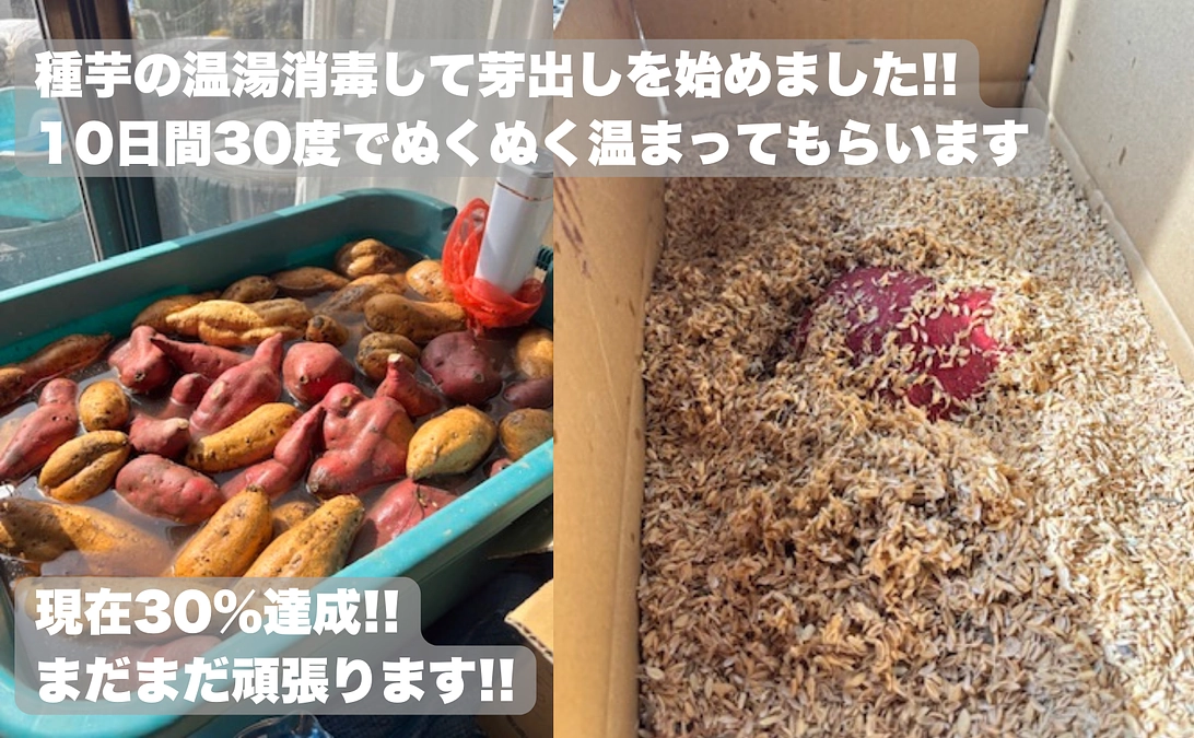 種芋の芽出しを始めました！