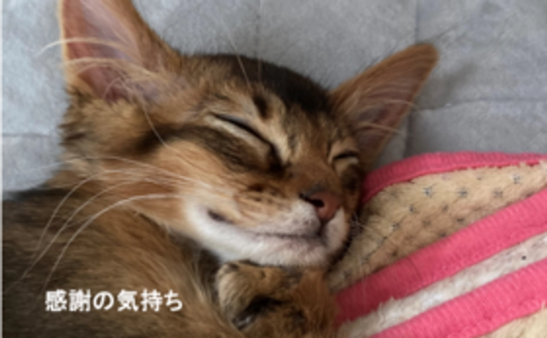 心から感謝のご支援（1,000円）