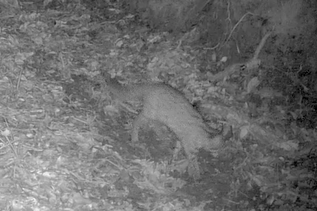 2021年のクラファンで整備した木庭で初めてヤマネコが確認されました！