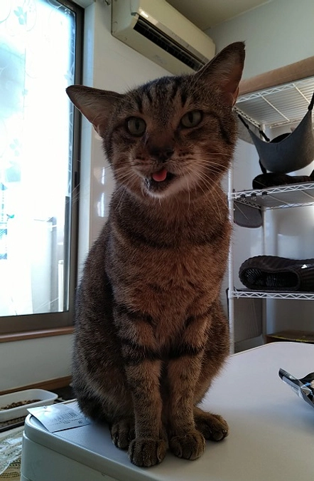 在籍猫紹介【くー君】