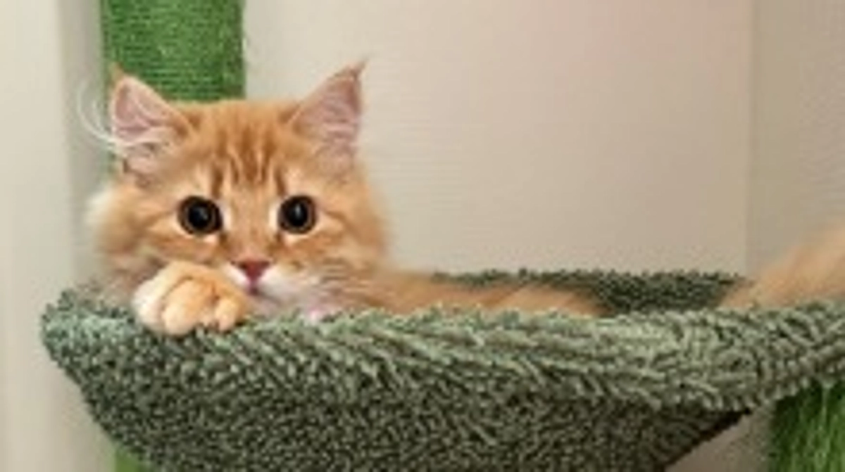 ありがとうございます