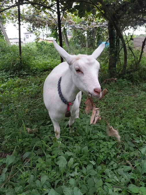 キウイが大好きな山羊たち