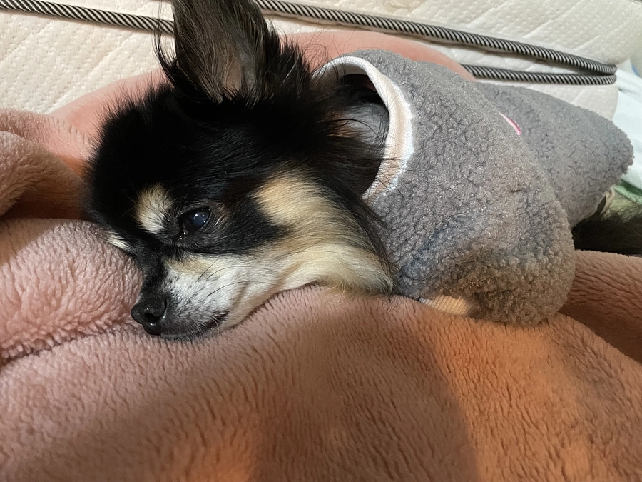 残り30日！！ご支援伸び悩んでます。。