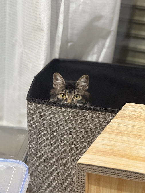 11月5日、投薬43日目です🐱