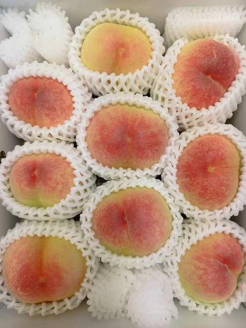 日川白鳳の収獲が始まりました！！