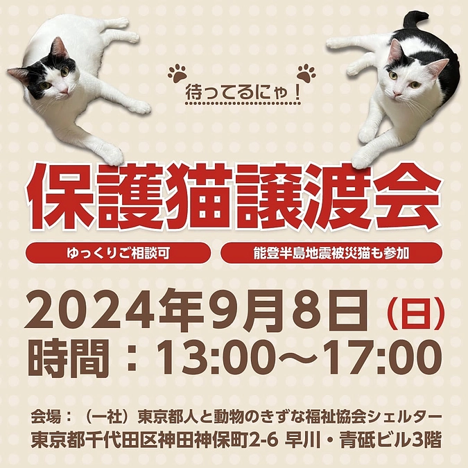 9月８日（日）当会シェルターで保護猫譲渡会を開催します！能登から来た猫たちも参加します