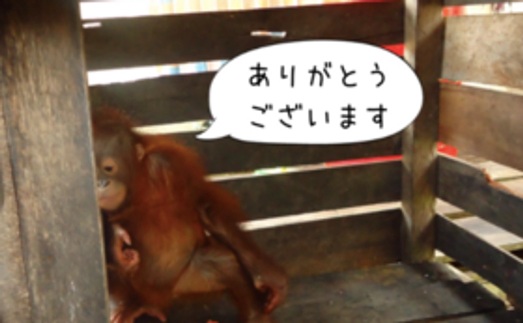 【知ることが守ることの第一歩】森の石けん+パームラーニングブック