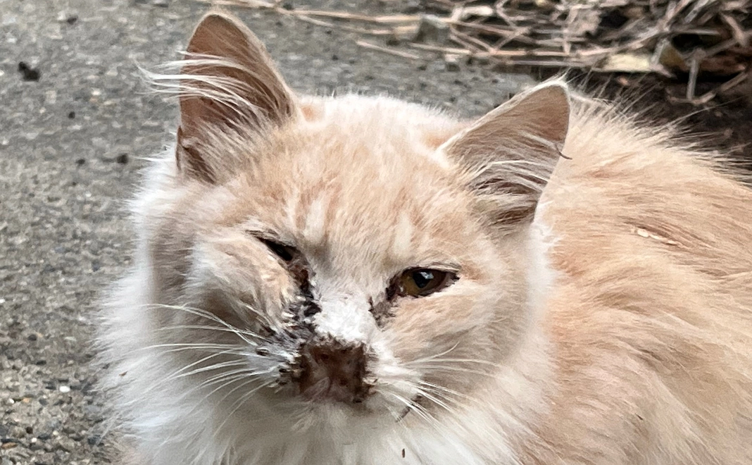 応援コース5,000円