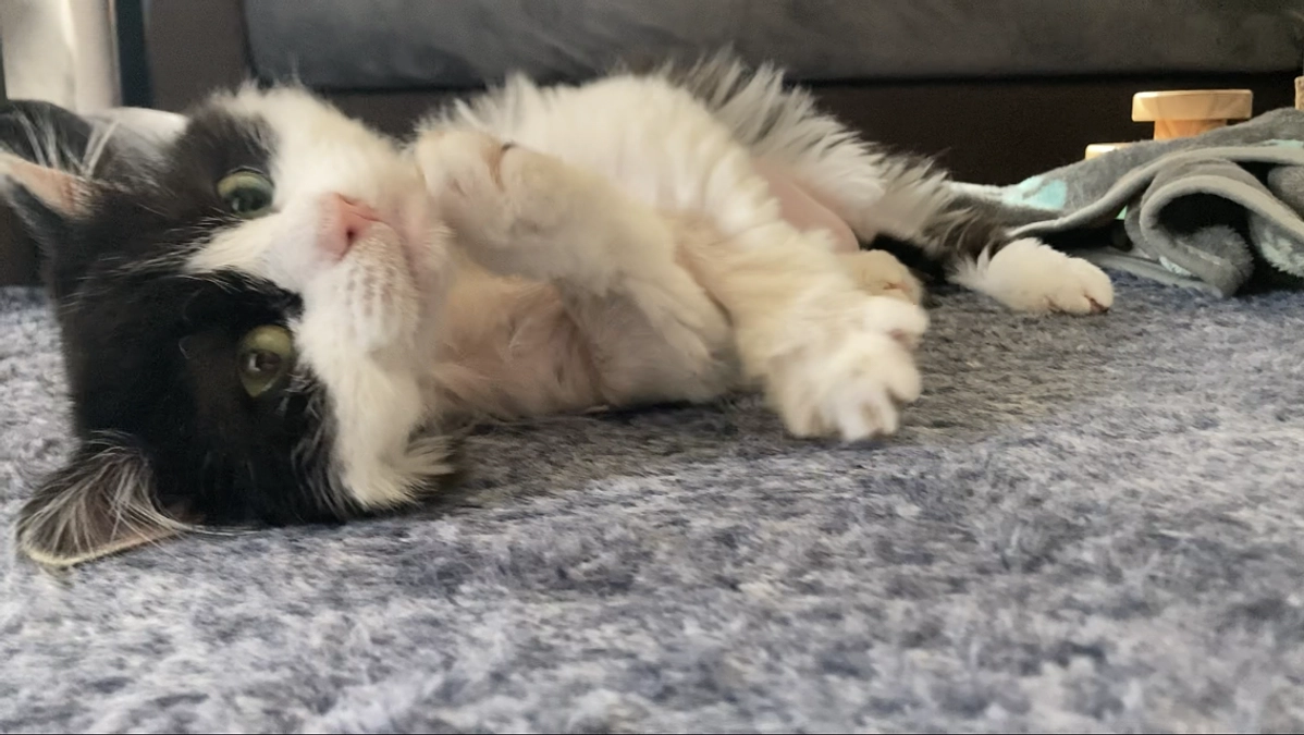 11/1のテオくんの様子