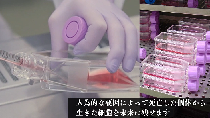 絶滅危惧種の多様性を未来に残すため、細胞保存のタイムカプセルを! 3枚目