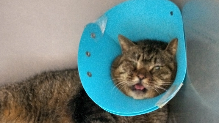 ぶちゃ君に暖かい余生を!　祈)