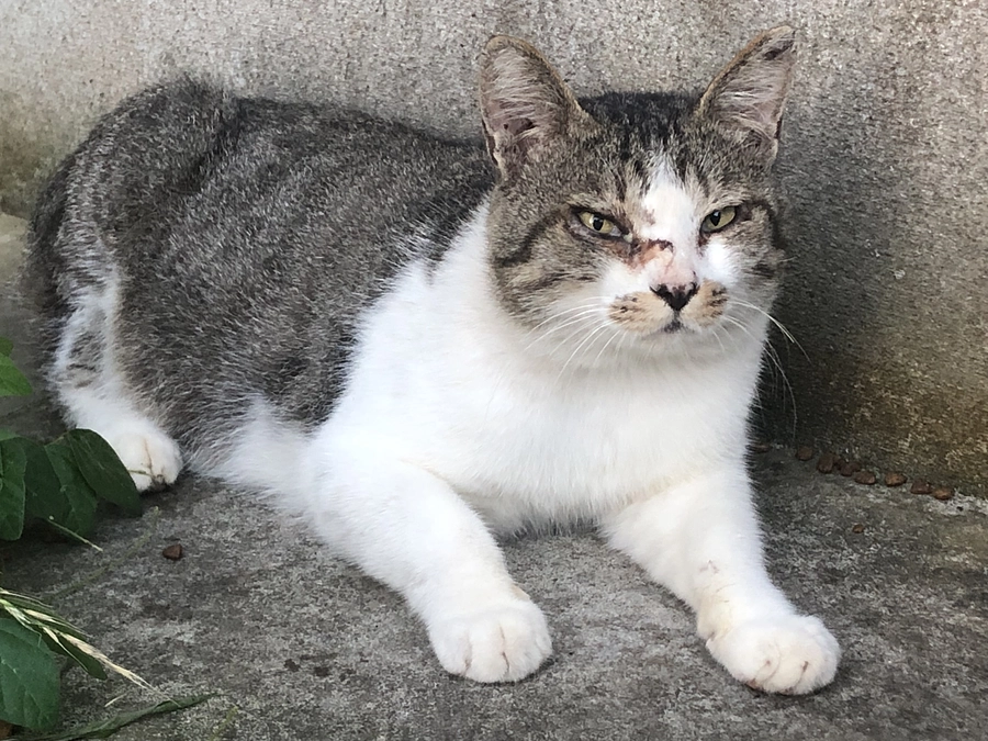 外猫は目が悪い