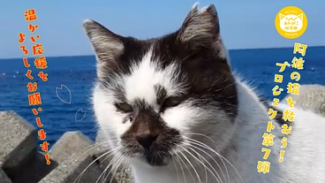 【第７弾】阿波の猫を救う！過酷な環境下で暮らす猫を増やさない のトップ画像