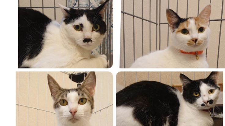 殺処分にしないで。猫たちの里親探しの継続にご支援お願いします