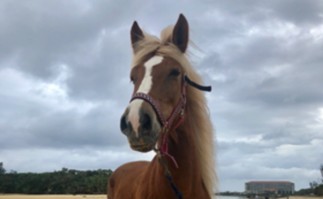 馬小屋より感謝を込めて【FBグループ招待】