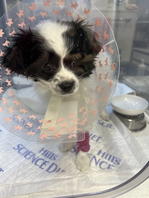 まる子手術の日