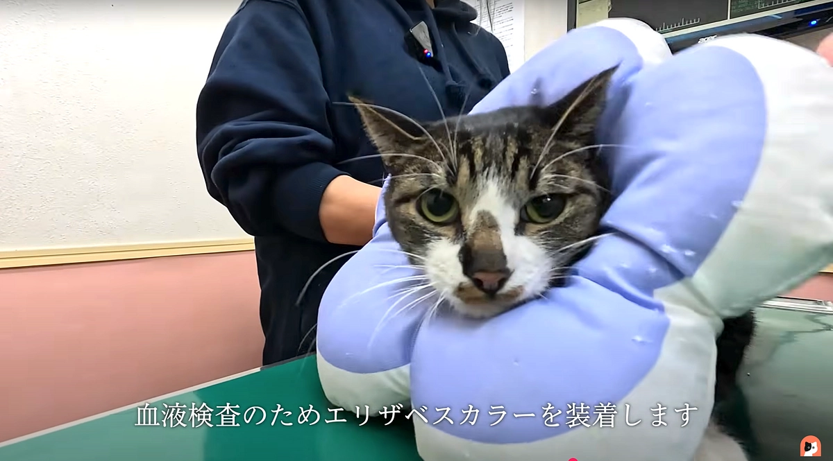 ピースニャンコ様YouTubeで強制退去の現場からのレスキュー動画が公開されました！