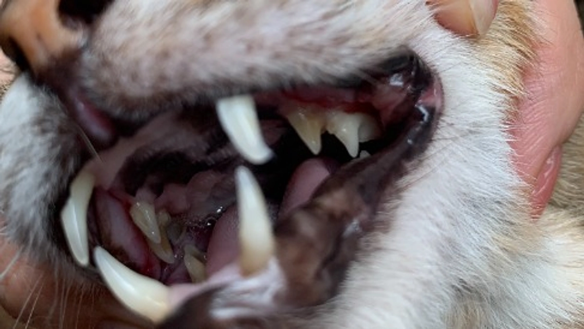 第二目標の猫さんのケアについて②