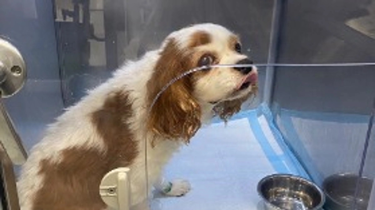 術後2日目の様子