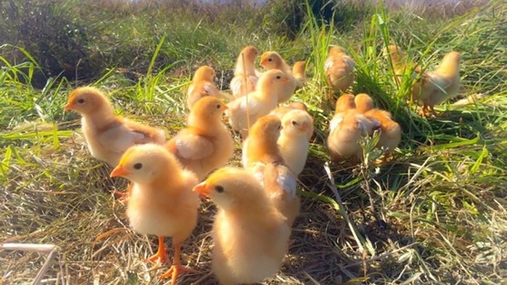 鶏が自由に地面を耕してくれるチキントラクターを普及させたい!