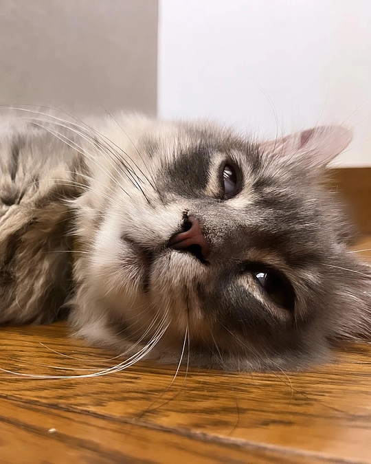 投薬73日目　白目寝顔集