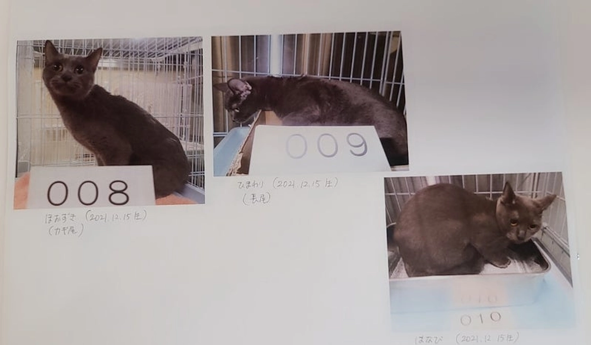 【残り11日！ご支援者様200名・ご支援250万円突破御礼】46頭多頭飼育崩壊から。みんな幸せに☘️
