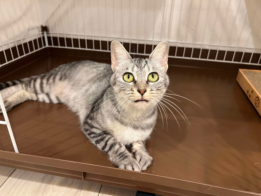 一人ひとりのご支援が、命の危機に直面している動物を救う大きな力となります。