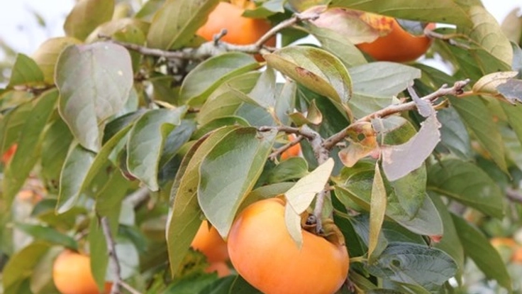 品質、味にこだわる草生栽培の弱点を乗用草刈り機購入で克服する