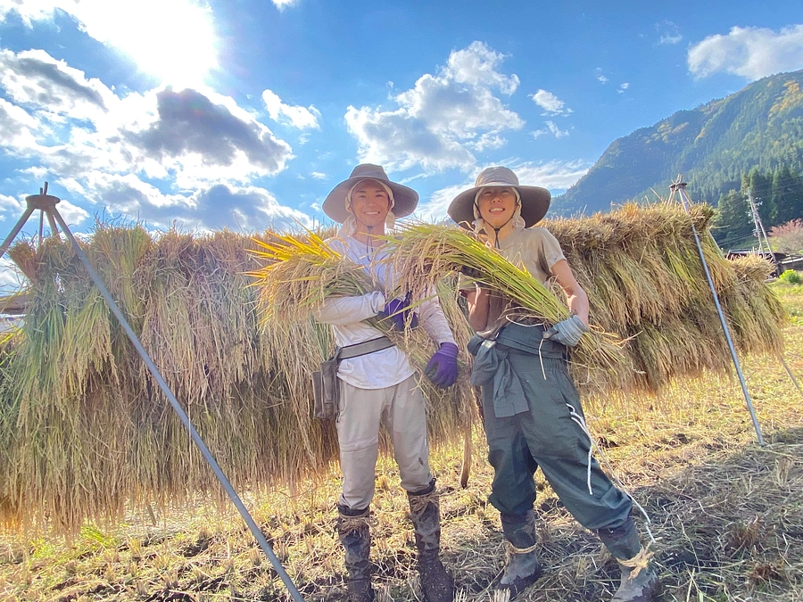 自然栽培は「麦蒔き」からはじめます！