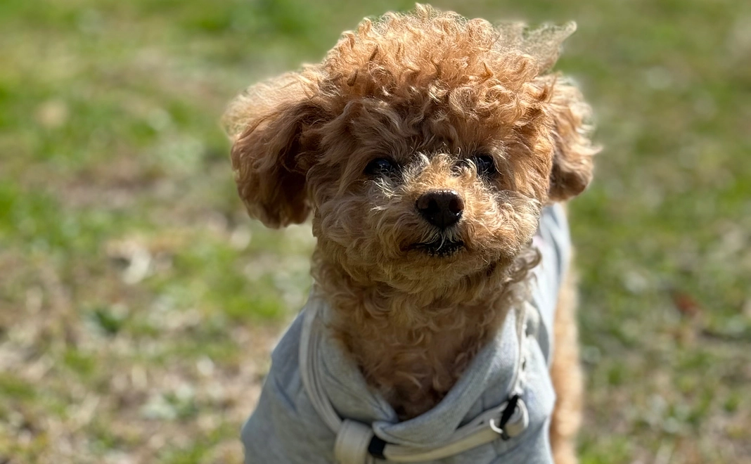 レイちゃんへのご支援ありがとうございます②